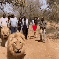 Acid Gifdump, October 21 (25 gifs)