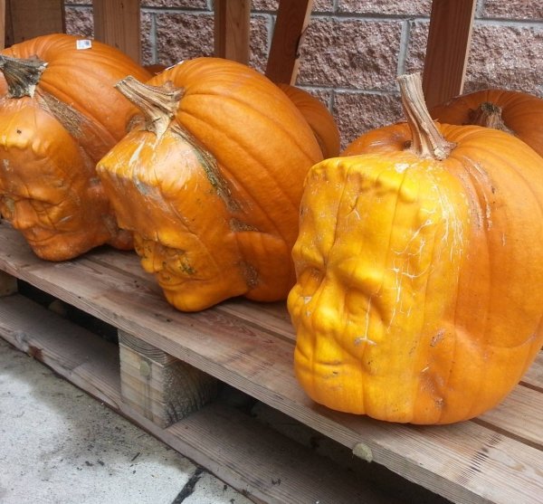 Creative Jack O'Lanterns (43 pics)