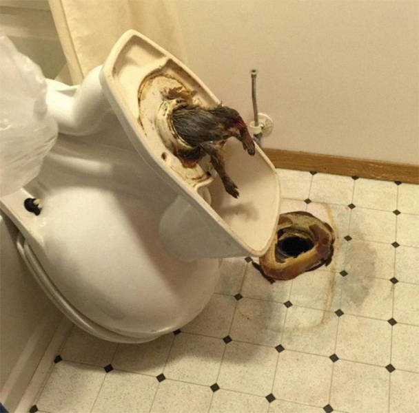 It's Not Easy To Be A Plumber (30 pics)