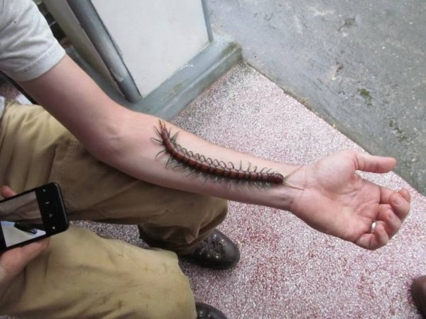 WTF Pics (38 pics)