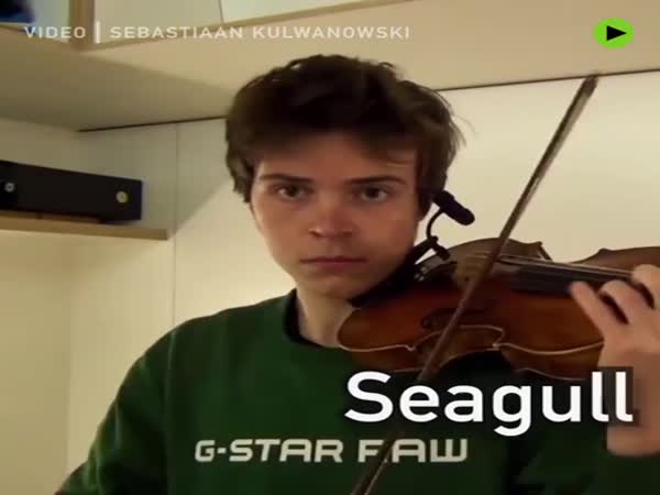 Violinist Plays Sound FX