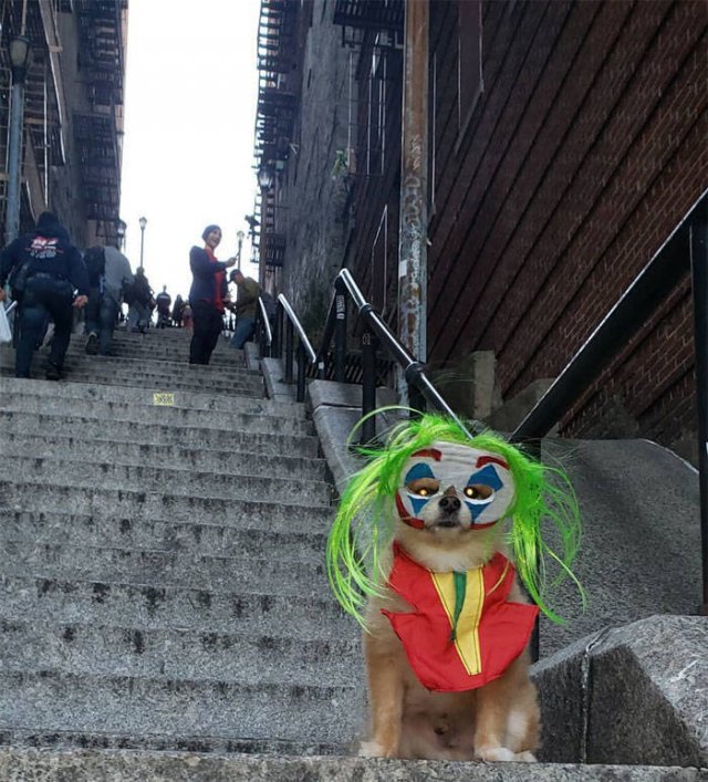 The Joker Stairs In The Bronx (17 pics)