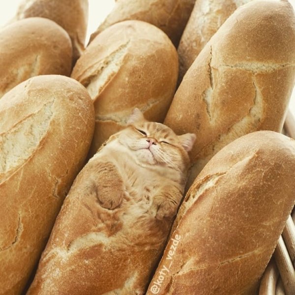 When You See Cats Everywhere (30 pics)