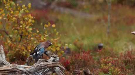 Acid Gifdump, October 24 (25 gifs)