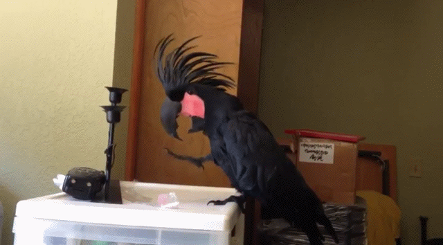 Acid Gifdump, October 24 (25 gifs)
