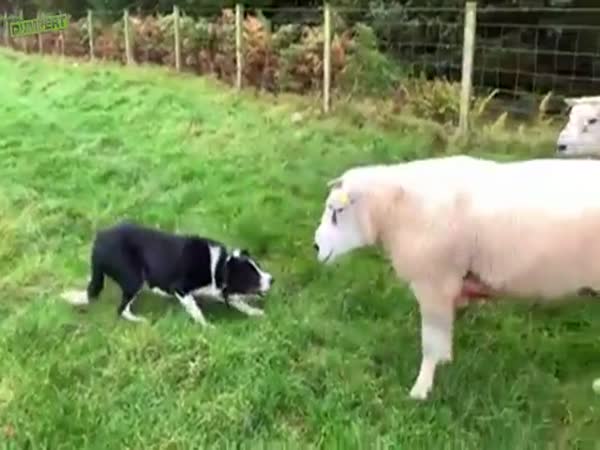 Dog Vs Sheep