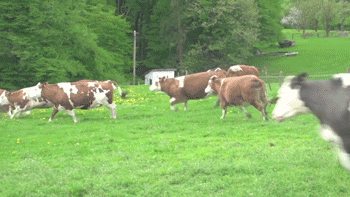 When Cows Play (18 gifs)