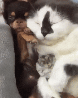Acid Gifdump, October 29 (25 gifs)