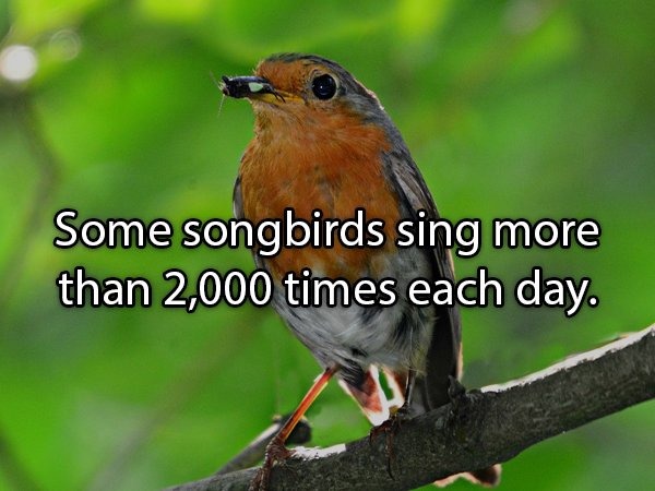 Interesting Facts About Animals (25 pics)