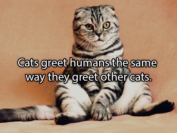 Interesting Facts About Animals (25 pics)