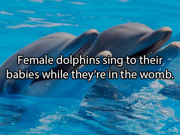 Interesting Facts About Animals (25 pics)