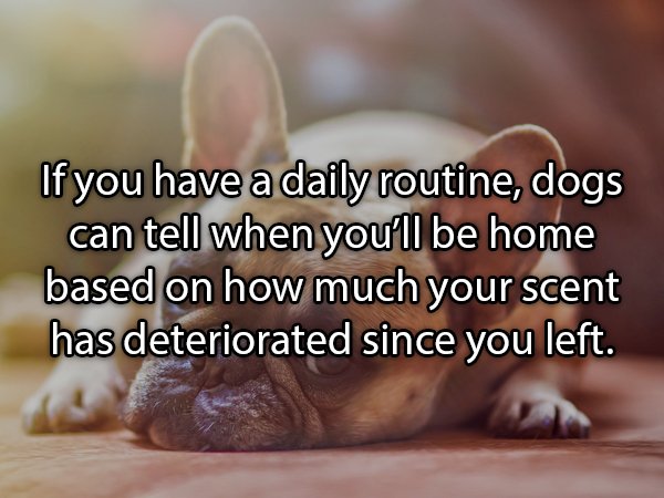Interesting Facts About Animals (25 pics)