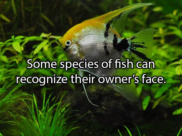 Interesting Facts About Animals (25 pics)