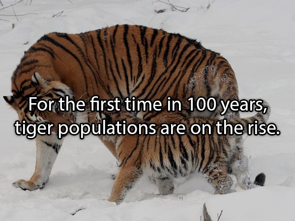 Interesting Facts About Animals (25 pics)