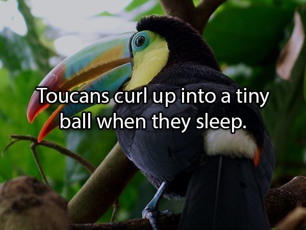 Interesting Facts About Animals (25 pics)