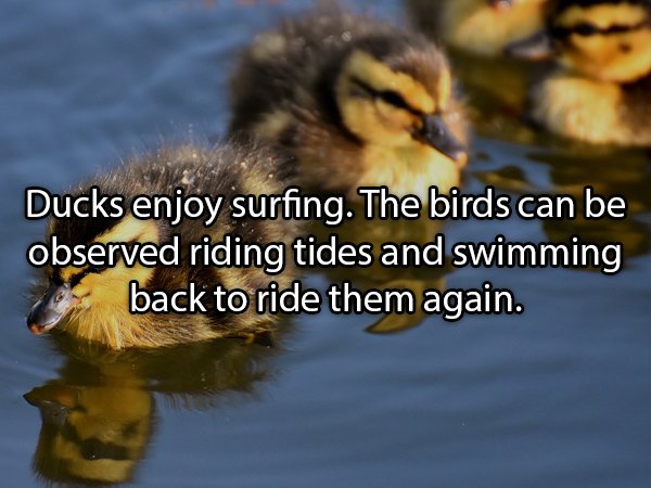 Interesting Facts About Animals (25 pics)