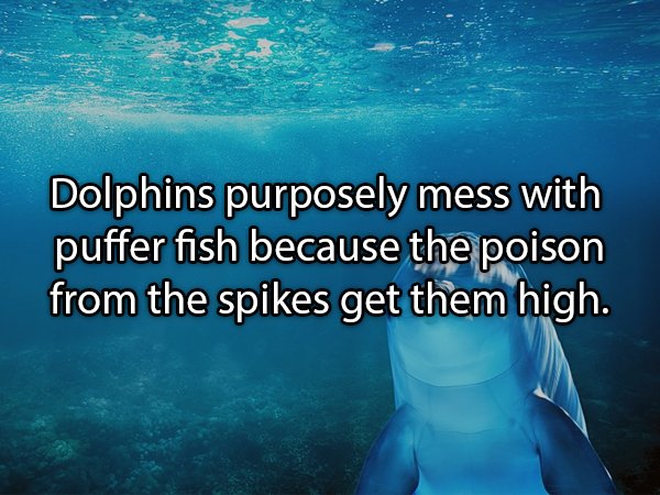 Interesting Facts About Animals (25 pics)