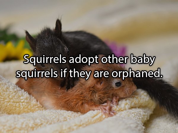 Interesting Facts About Animals (25 pics)