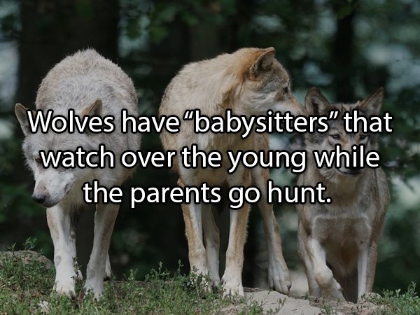 Interesting Facts About Animals (25 pics)