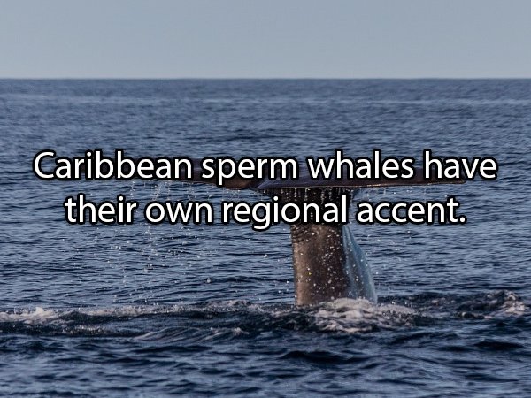 Interesting Facts About Animals (25 pics)