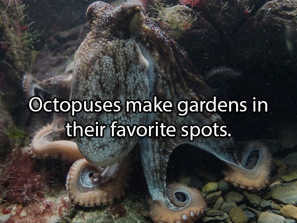 10-hilariously-weird-animal-facts-you-have-to-know-critterfacts