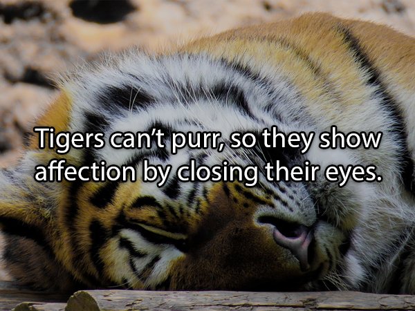 Interesting Facts About Animals (25 pics)