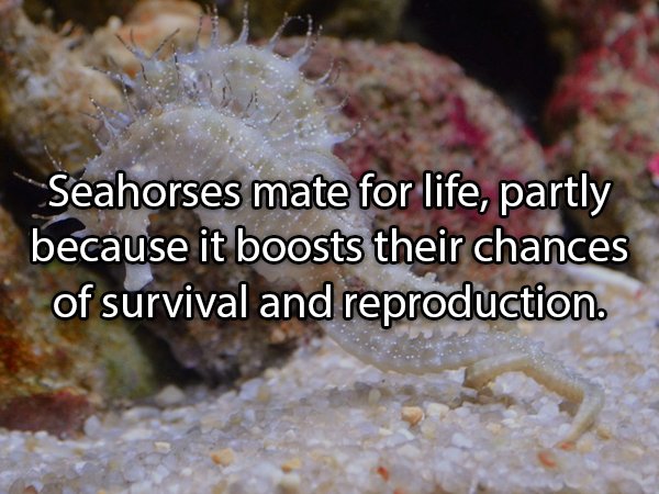Interesting Facts About Animals (25 pics)