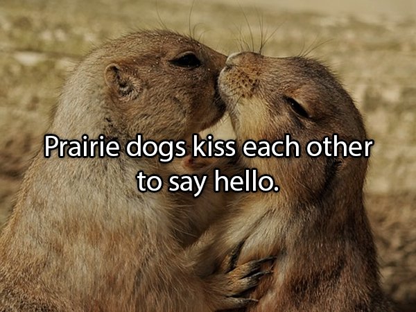 Interesting Facts About Animals (25 pics)