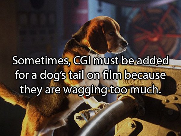 Interesting Facts About Animals (25 pics)