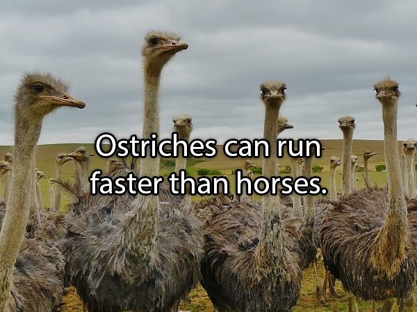 Interesting Facts About Animals (25 pics)