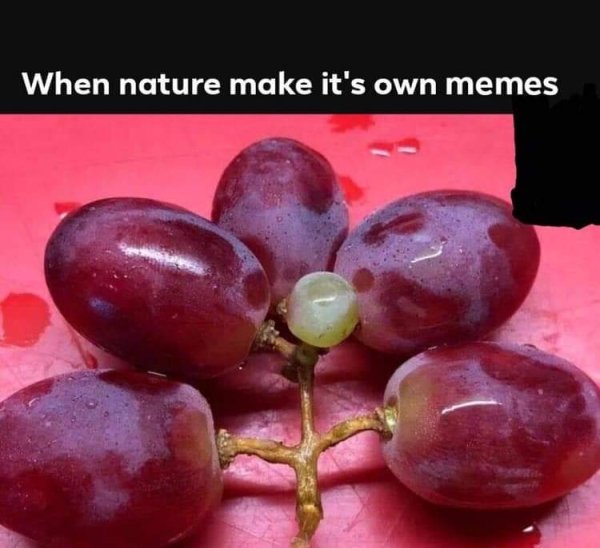 WTF Pictures (44 pics)