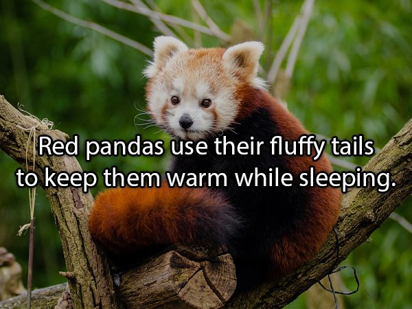 Interesting Facts About Animals (25 pics)