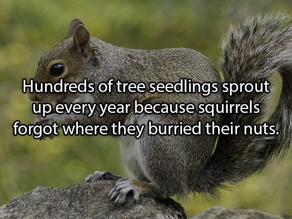 Interesting Facts About Animals (25 pics)