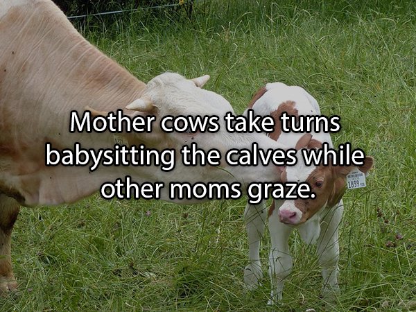 Interesting Facts About Animals (25 pics)