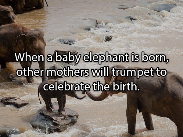 Interesting Facts About Animals (25 pics)