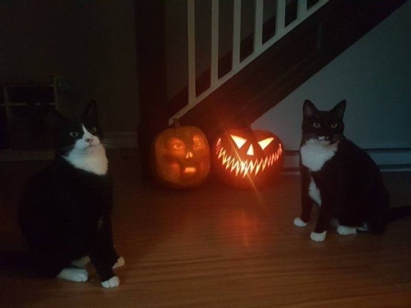 Funny And Cute Animals  (57 pics)