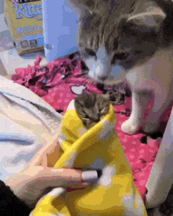 Acid Gifdump, October 30 (25 gifs)
