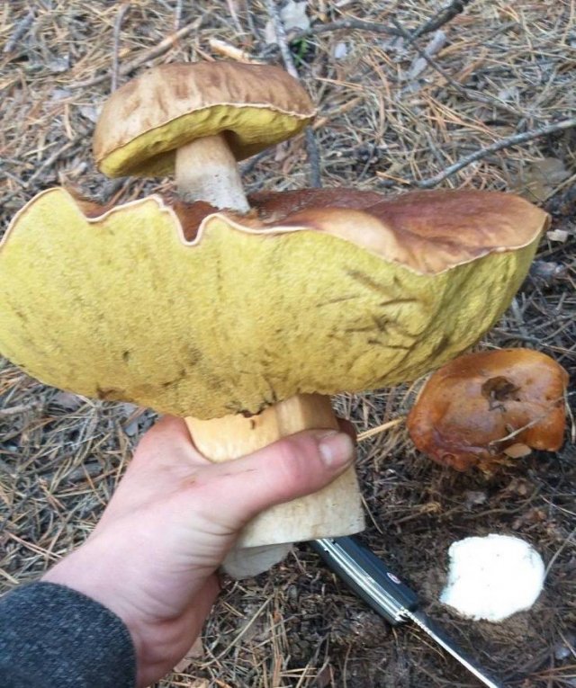 Acid Picdump. Part 1 (100 pics)