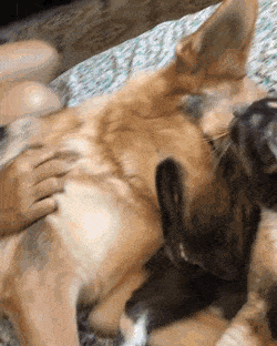 Acid Gifdump, November 1 (25 gifs)