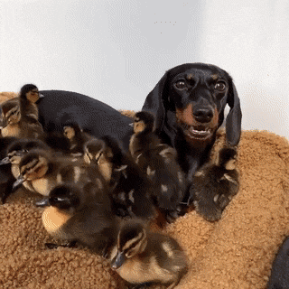 Acid Gifdump, November 1 (25 gifs)