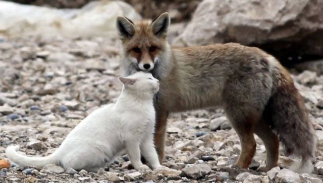 True Friendship (24 pics) True Friendship (24 pics)