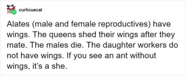 An Entomologist Rates Ant Emojis (17 pics)