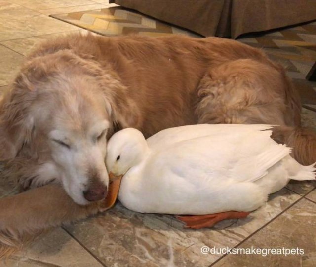 True Friendship (24 pics)