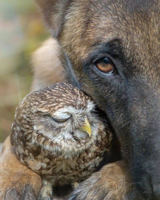 True Friendship (24 pics) True Friendship (24 pics)