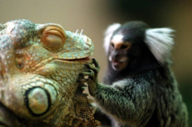True Friendship (24 pics) True Friendship (24 pics)