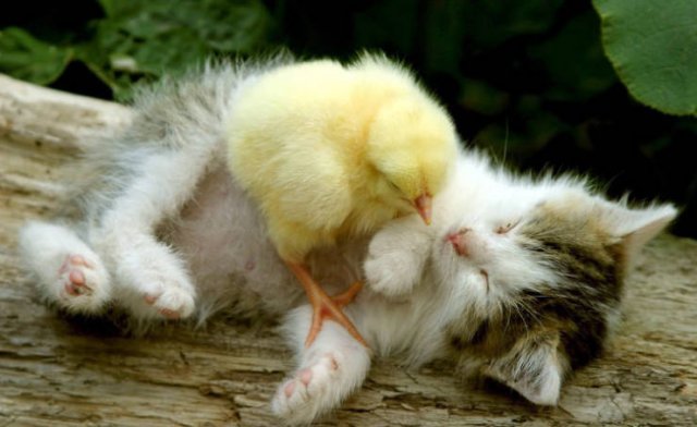 True Friendship (24 pics)