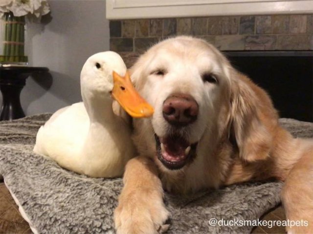 True Friendship (24 pics)