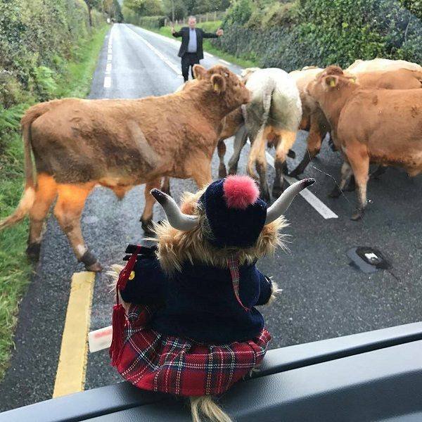 Meanwhile In Ireland (42 pics)