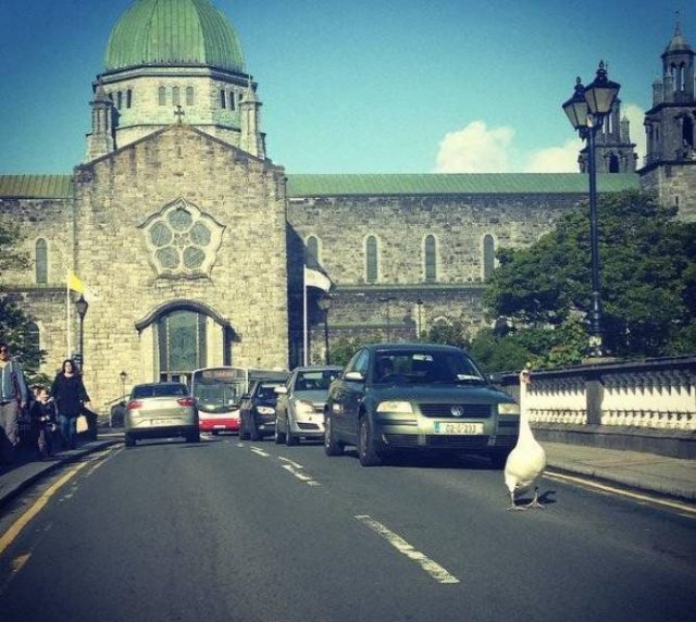 Meanwhile In Ireland (42 pics)