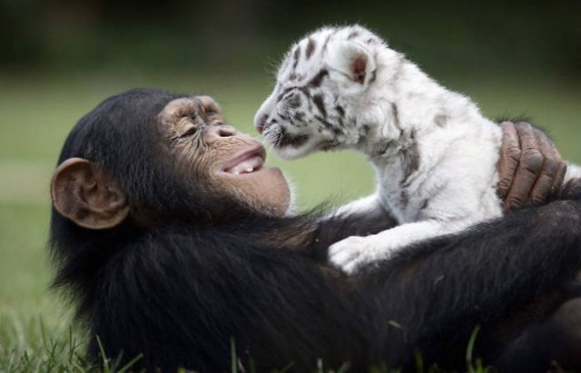 True Friendship (24 pics) True Friendship (24 pics)